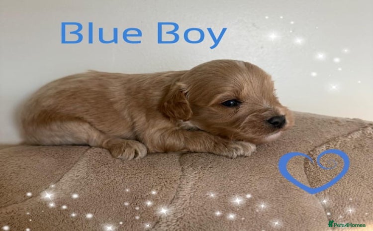 Cavapoo dogs - Advert 4