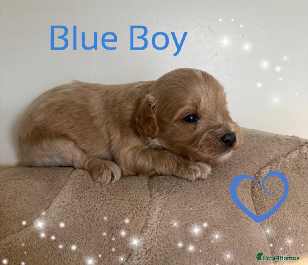 Cavapoo dogs for sale: ✨Exceptional Cavapoo Puppies Raised with love🐾 - Image 2