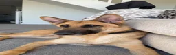 German Shepherd dogs for sale: Storm looking for a forever home - Advert 6