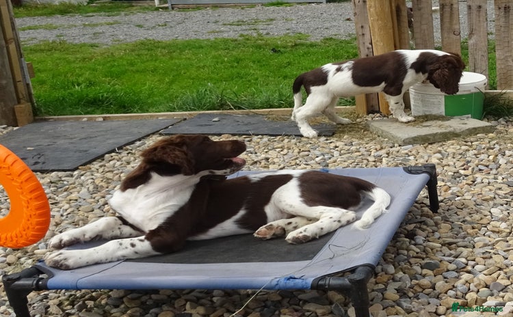 English Springer Spaniel dogs - Advert 1