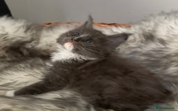 Maine Coon cats for sale: GCCF registered kittens  - Image 2