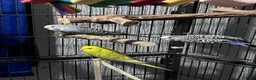 Mixed Breed birds for sale: Female budgies, Love birds and diamond dove in Scunthorpe - Advert 7