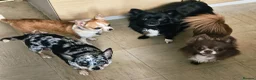 Chihuahua dogs for sale: 2 long coated chihuahua pups  - Advert 7