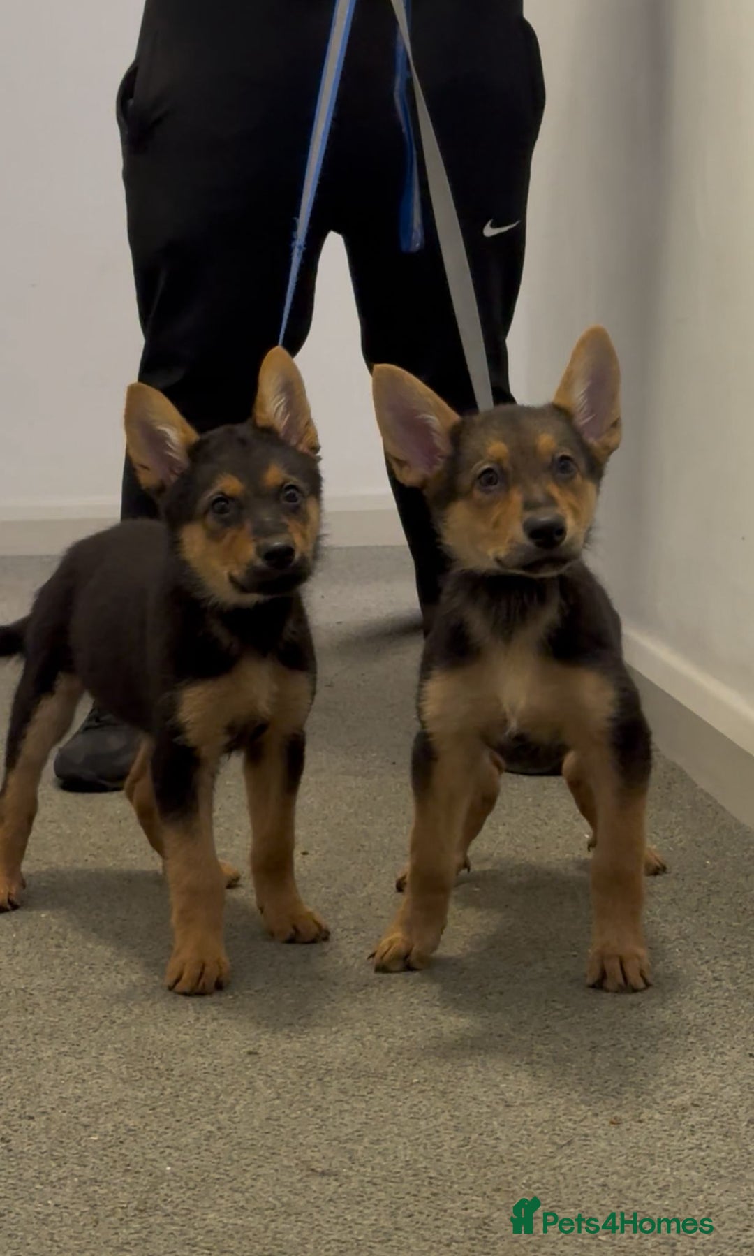 German Shepherd dogs for sale: Exceptional German Shepherd Girls - Advert 5