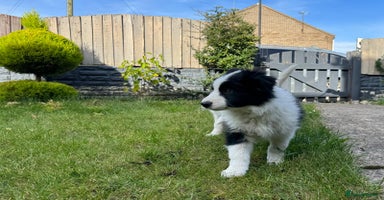 Border Collie dogs - Advert 7
