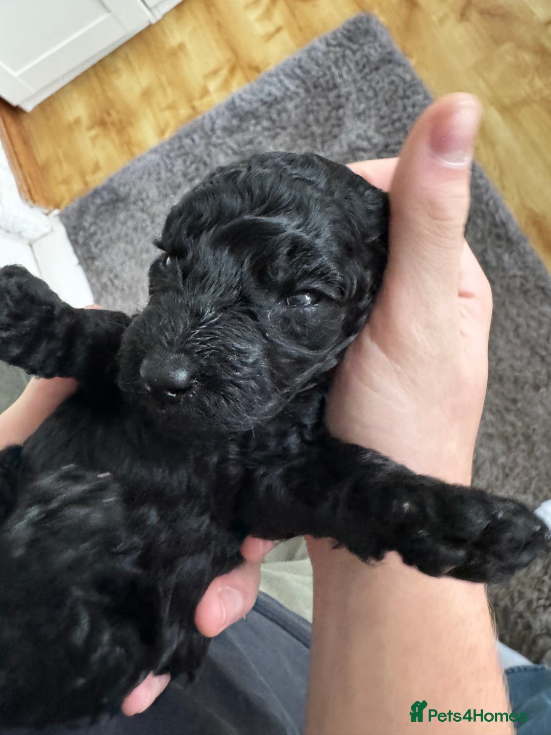 Miniature Poodle dogs for sale: Striking merle and black Miniature Poodle Puppies - Advert 12