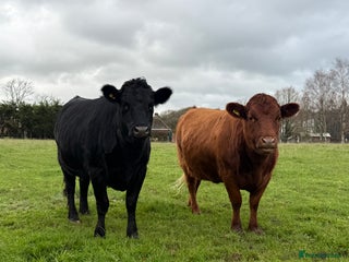 Cows & Bulls livestock 2 pedigree Dexter Heifers - Advert 7