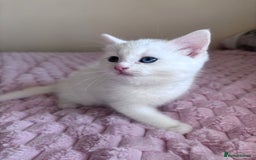 Ragdoll cats for sale: Ragdoll Cross Maine Coon Kitten - Image 6