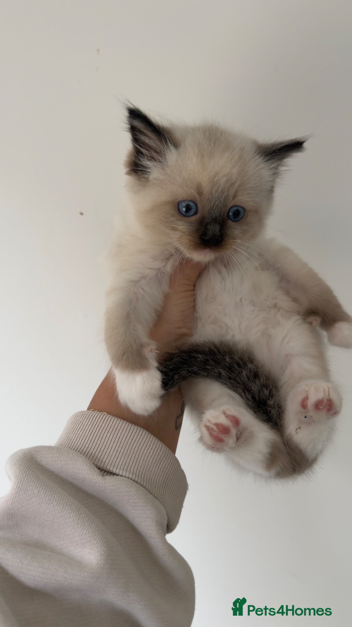 Ragdoll cats *ready to go* LAST Pedigree Ragdoll Kittens - Advert 6