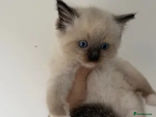 Ragdoll cats *ready to go* LAST Pedigree Ragdoll Kittens - Advert 6