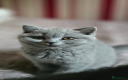 British Shorthair cats for sale: GORGEOUS British Shorthair Kittens - Image 23