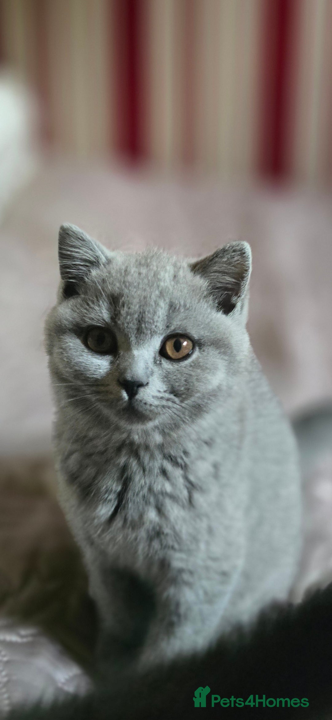 British Shorthair cats for sale: GORGEOUS British Shorthair Kittens - Image 23