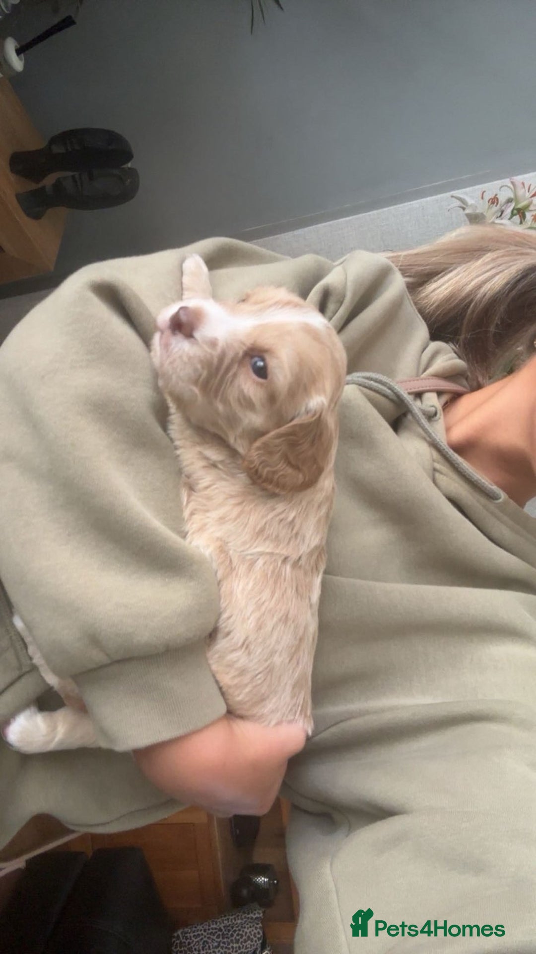 Cocker Spaniel dogs for sale: Working KC cocker spaniels  - Image 12