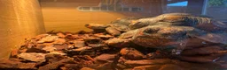 Tortoise reptiles for sale: Red footed female tortoises - Advert 3