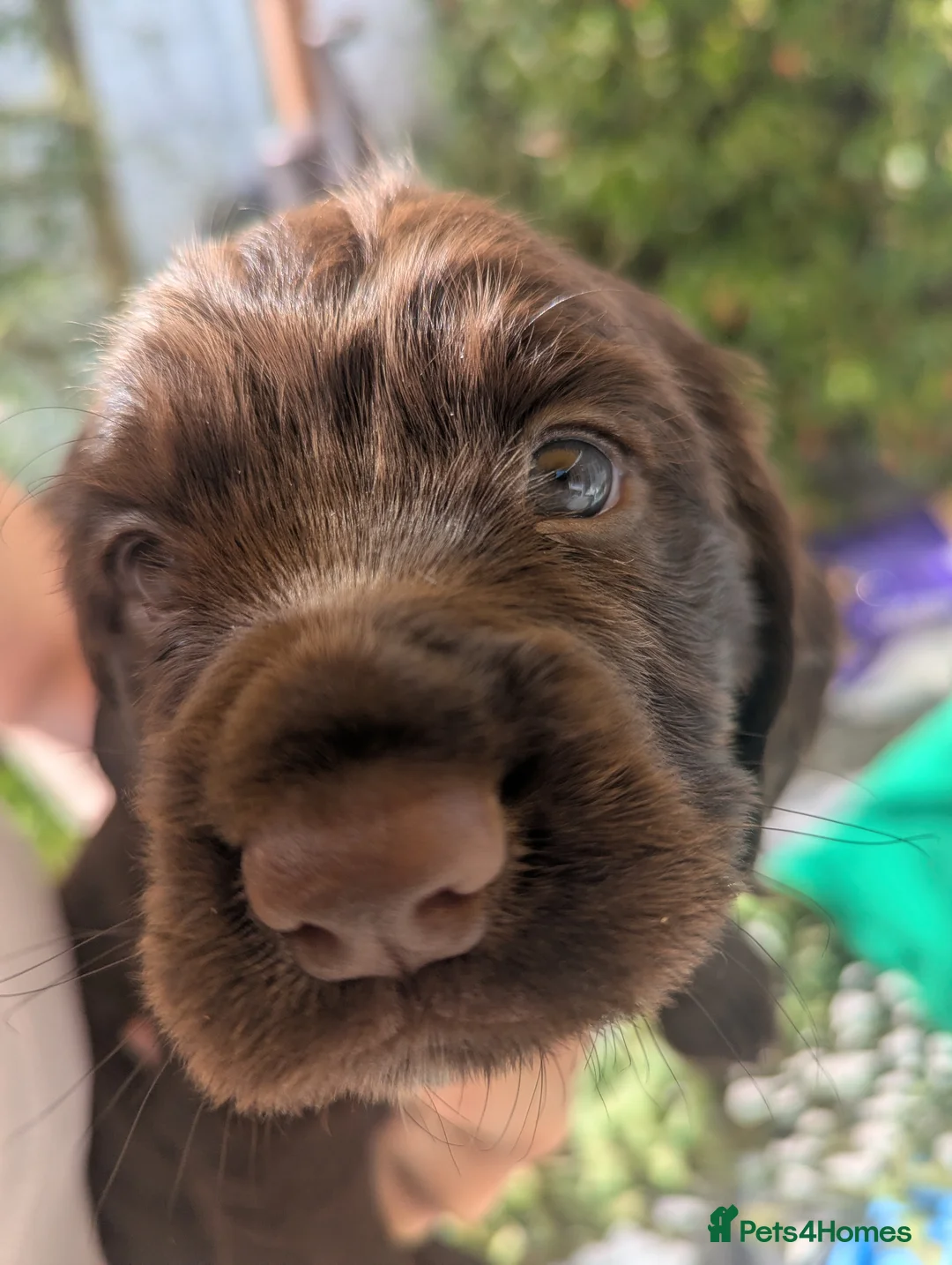 Cocker Spaniel dogs for sale: Girl Chocolate cocker spaniel  - Advert 2
