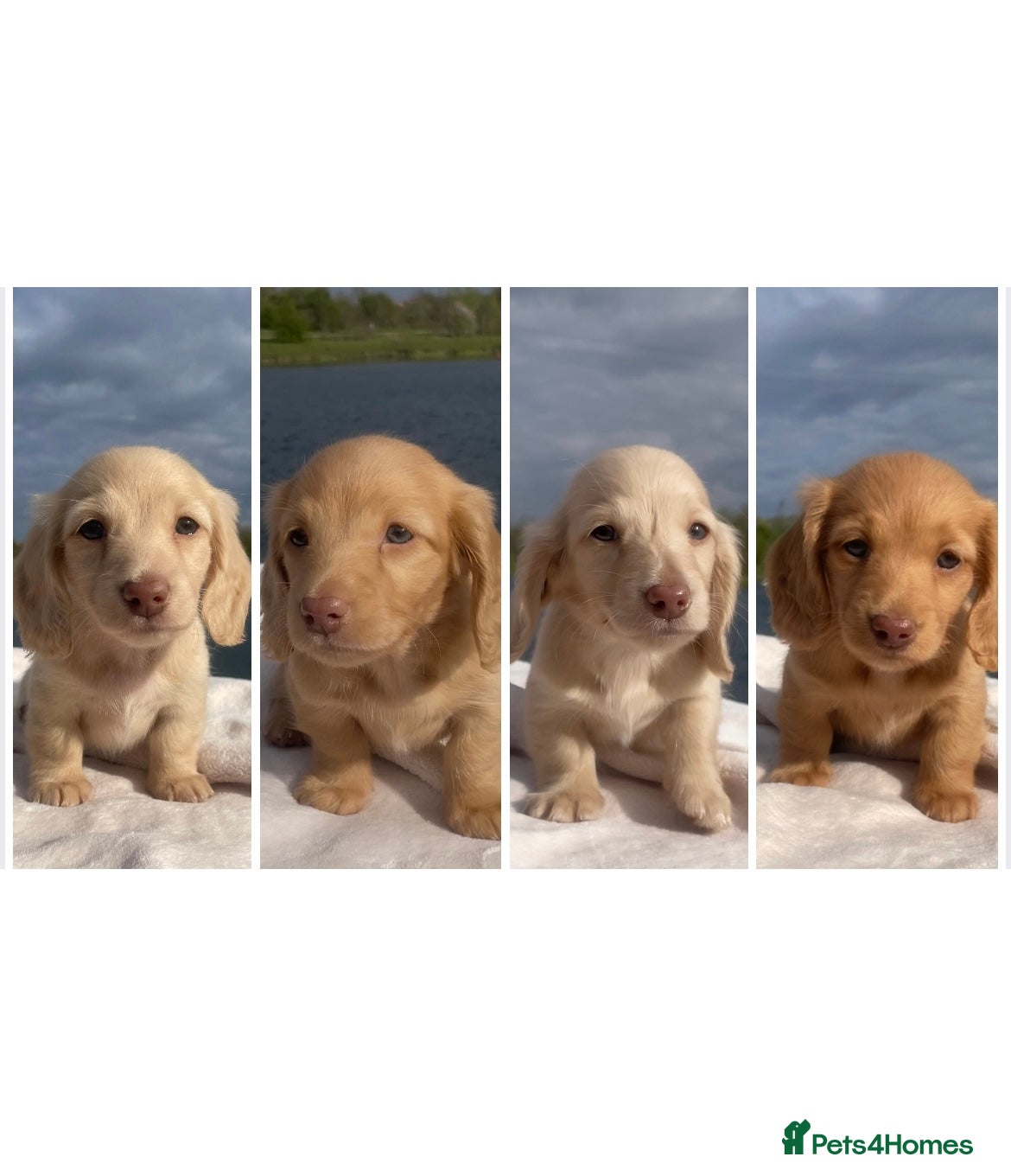 Miniature Dachshund dogs Chocolate based ee Cream/Red Longhaired Dachshunds - Advert 1