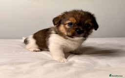 Mixed Breed dogs for sale: Stunning Jack tzu puppies. Jack Russell x Shih Tzu - Image 4