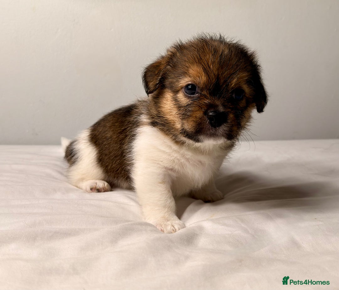 Mixed Breed dogs for sale: Stunning Jack tzu puppies. Jack Russell x Shih Tzu - Image 4