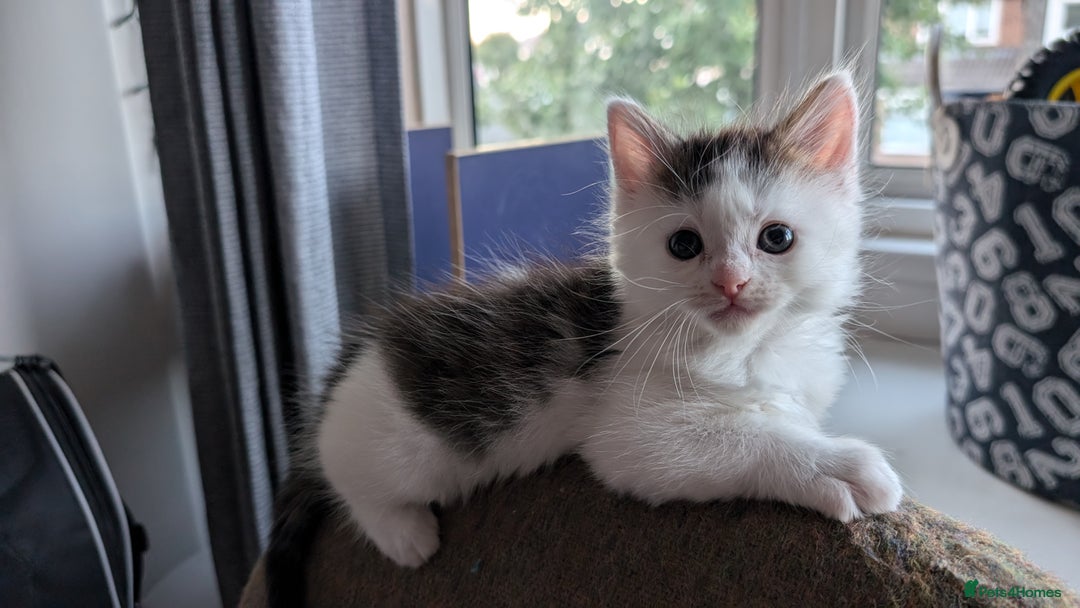 Maine Coon cats for sale: 5 Beautiful Maine Coon kittens available! 😻 - Image 17