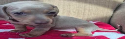 Miniature Dachshund dogs for sale: *£650* Miniature Dachshund Ready to go last male - Advert 15