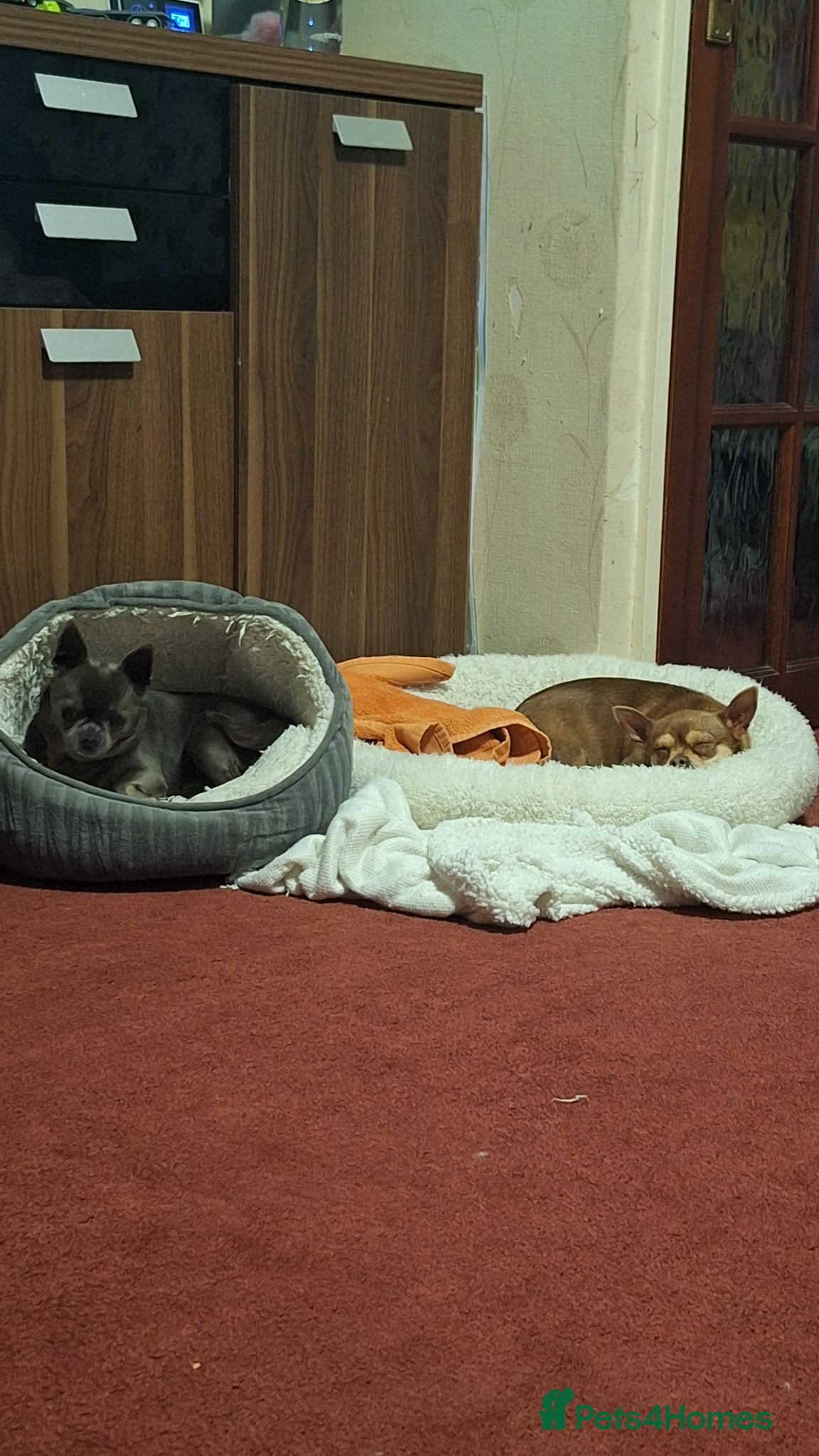 Chihuahua dogs Chihuahua dogs  - Advert 9