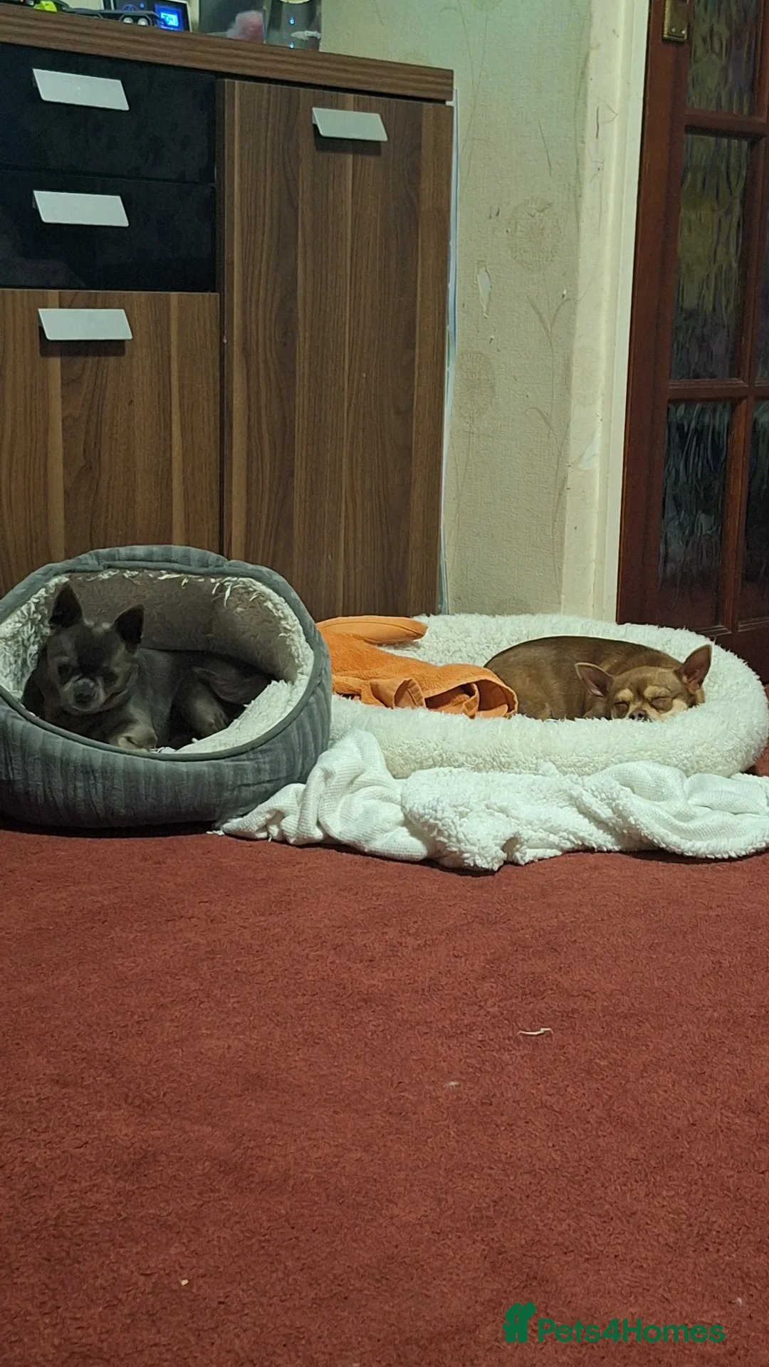 Chihuahua dogs for sale: Chihuahua dogs  - Advert 1