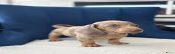 Miniature Dachshund dogs for sale: Miniature Dachshunds  - Advert 14