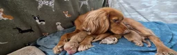 Cocker Spaniel dogs for sale: KC Registered Red Working Cocker Spaniels in Bishop Auckland - Advert 15