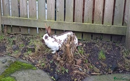 English rabbits for sale: English Doe - Image 3