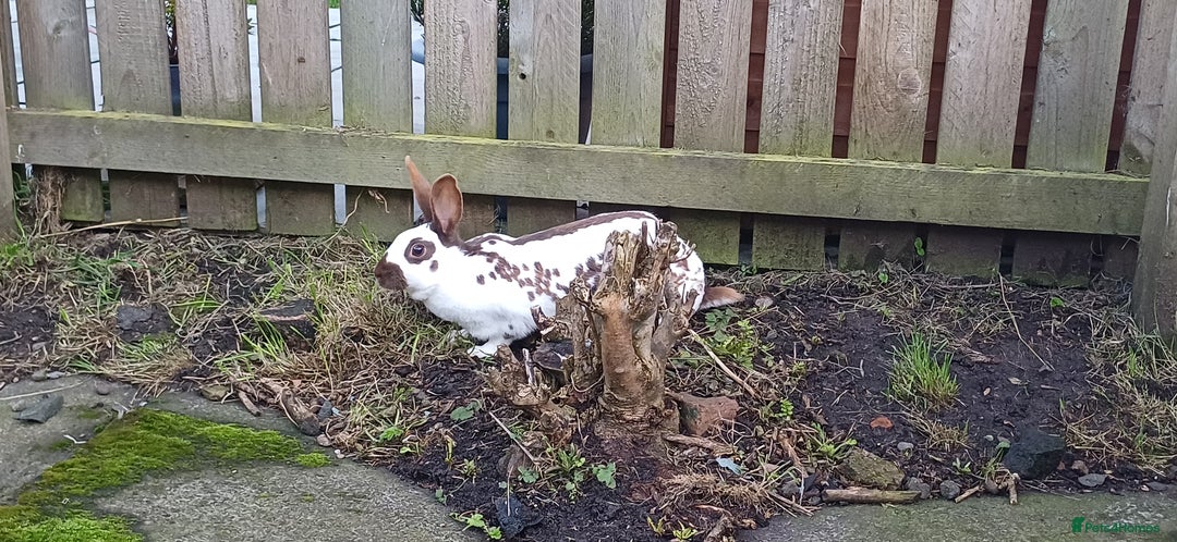 English rabbits for sale: English Doe - Image 3