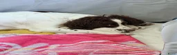 English Springer Spaniel dogs for sale: Liver and White Springer Spaniel Puppies  in South Shields - Advert 15