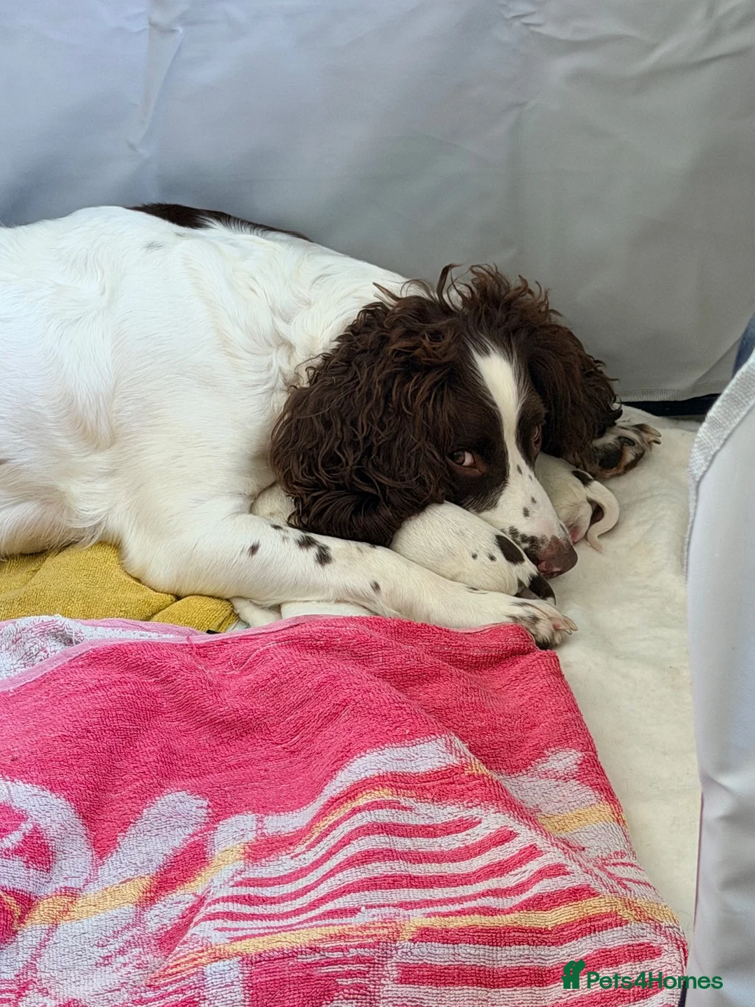 English Springer Spaniel dogs for sale: Liver and White Springer Spaniel Puppies  in South Shields - Advert 15