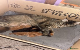 Maine Coon cats for sale: Mainecoon cross  - Image 2