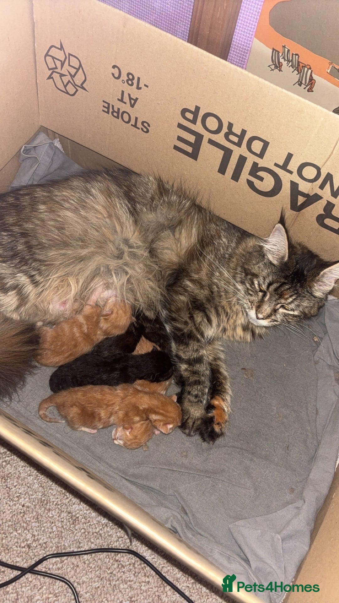 Maine Coon cats for sale: Mainecoon cross  - Image 2