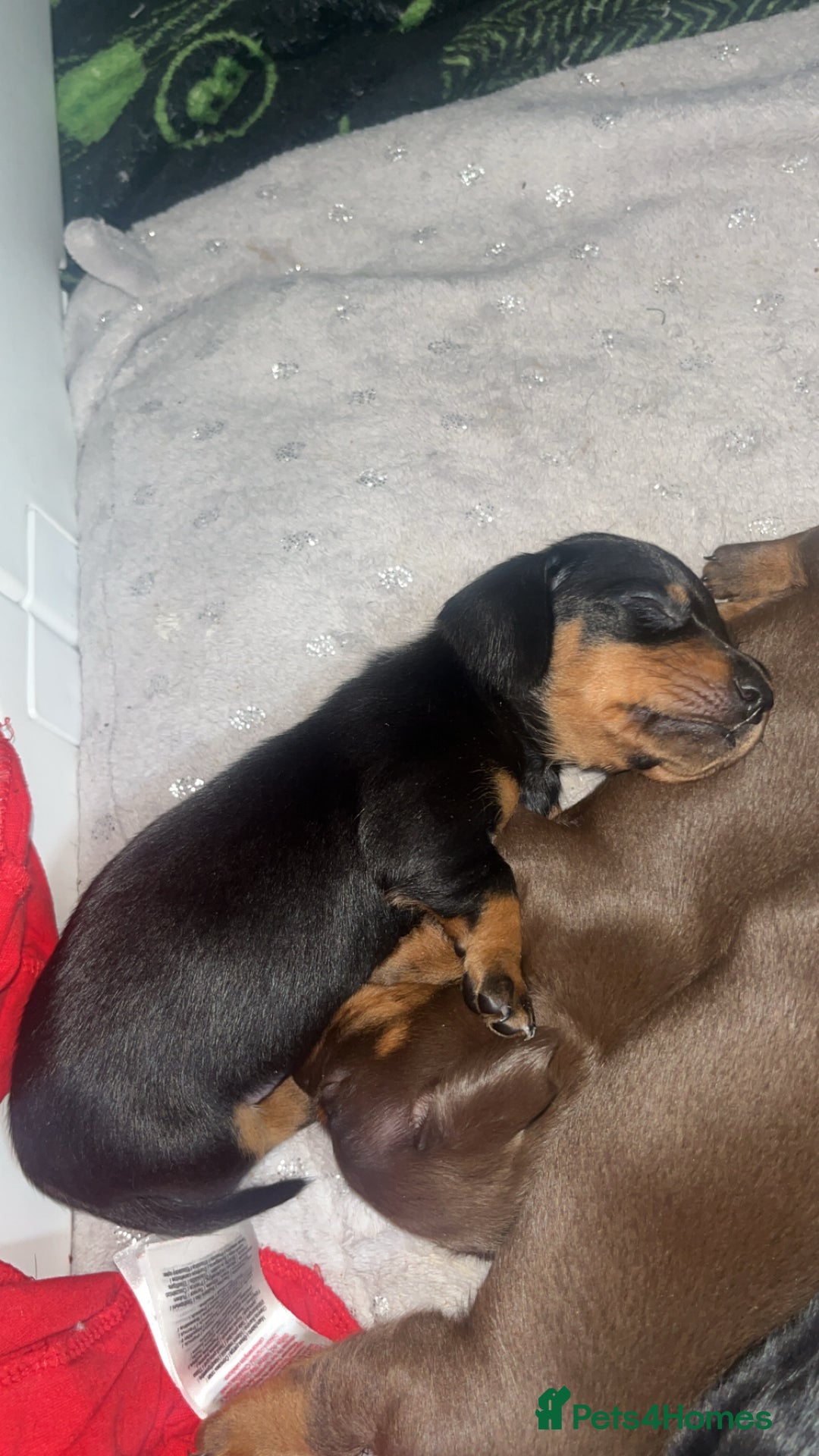 Dachshund dogs for sale: Exceptional Puppies 1 Boy boy left  - Advert 7