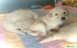 Standard Poodle dogs for sale: KC Standard Poodle Pups - Image 5