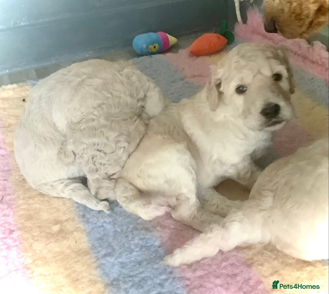 Standard Poodle dogs for sale: KC Standard Poodle Pups - Image 5