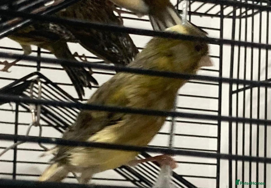 Canaries birds for sale: Canaries  - Advert 7