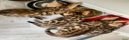 Bengal cats for sale: Top quality bengals kittens available now in Watford - Advert 7