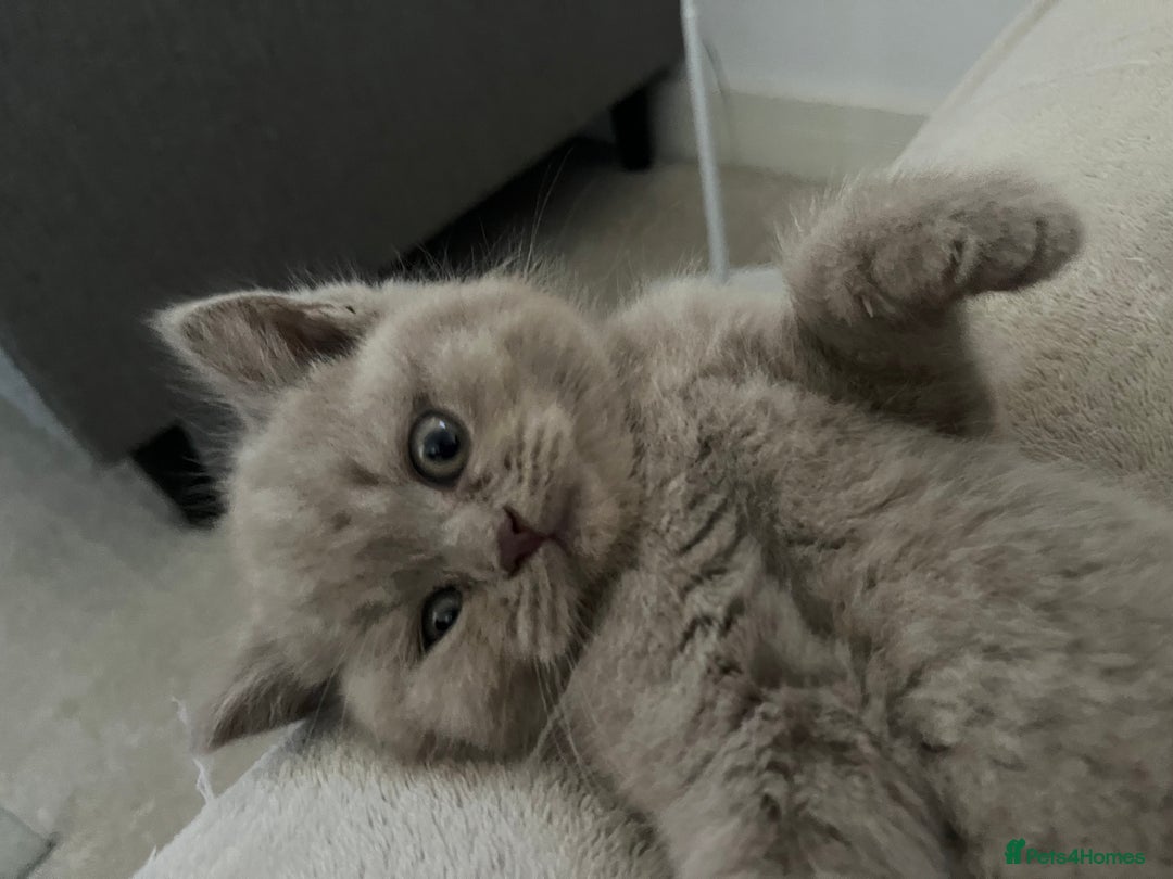 British Shorthair cats for sale: Pedigree British Shorthair Kittens Golden & Lilac - Advert 15