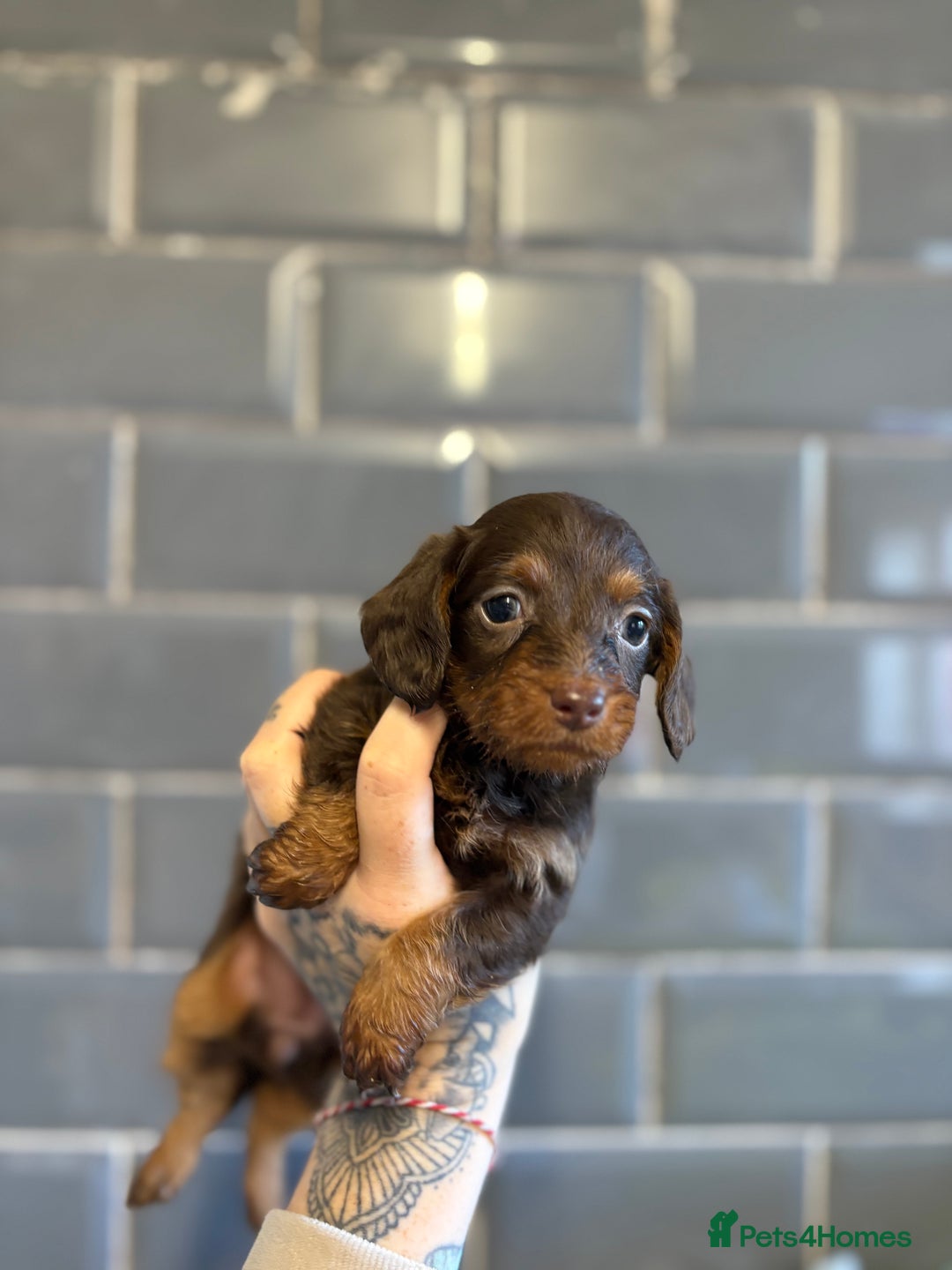 Mixed Breed dogs for sale: F1 Toy Doxiepoo   - Image 1