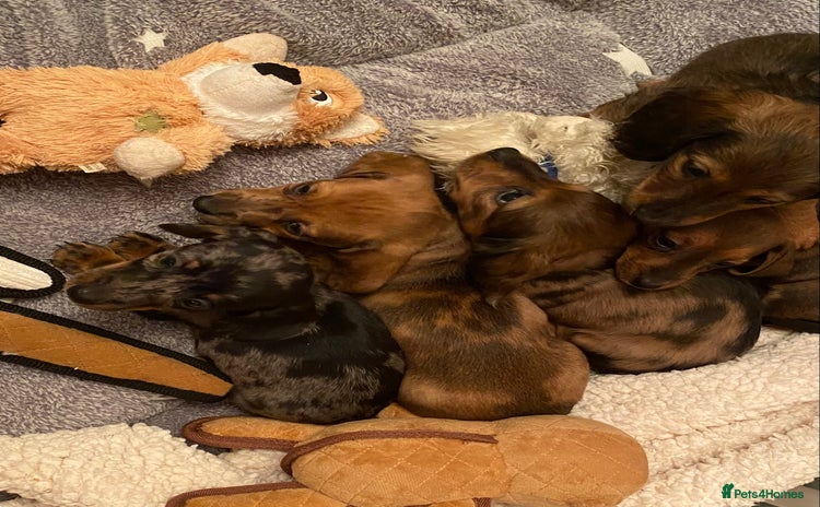 Miniature Dachshund dogs - Advert 8