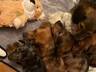 Miniature Dachshund dogs - Advert 28