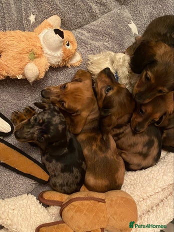 Miniature Dachshund dogs - Advert 8