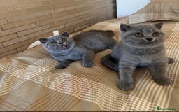 British Shorthair cats for sale: Gorgeous Brittsh Kittens Fully Vaccinated  - Image 21