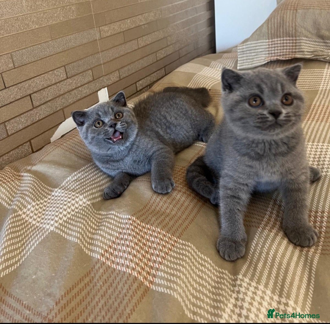 British Shorthair cats for sale: Gorgeous Brittsh Kittens Fully Vaccinated  - Image 21