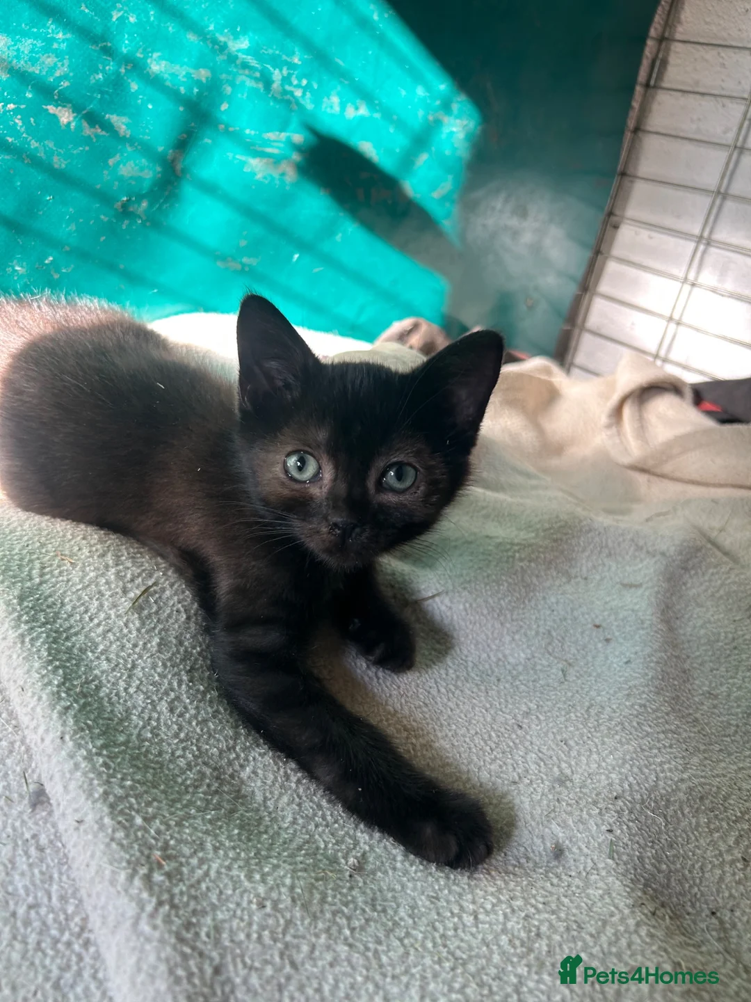 Mixed Breed cats for sale: Kittens for sale - Advert 2