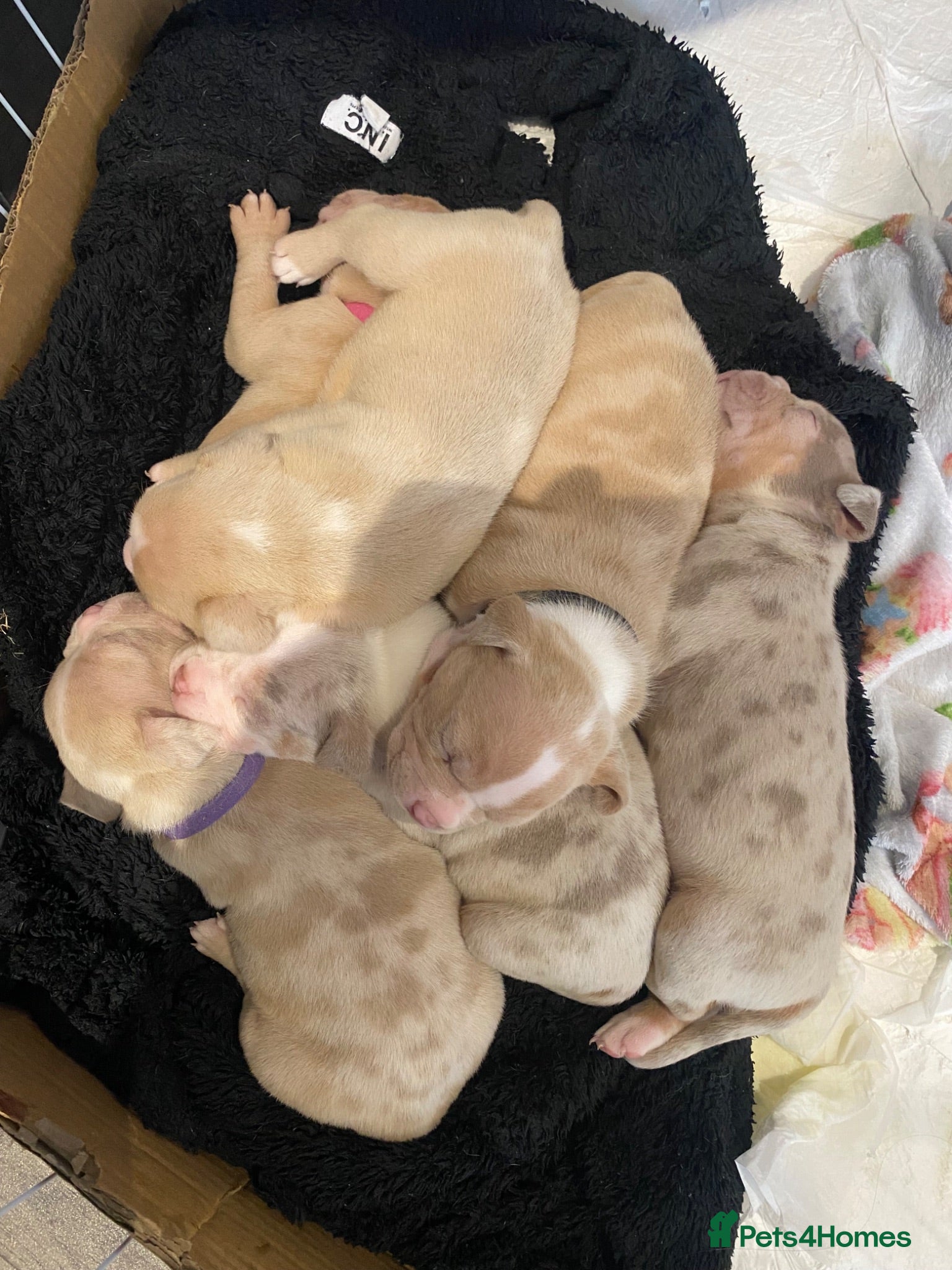 American Bully dogs Pocket bully puppies - Advert 14