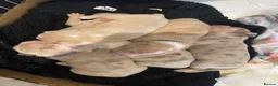 American Bully dogs for sale: Pocket bully puppies - Advert 1