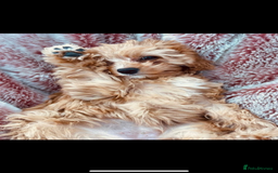Cavapoo dogs for sale: Beautiful Health Tested F1 Cavapoos 🐶 - Image 32